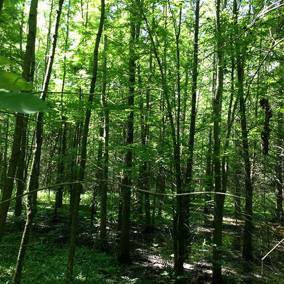 Harbin Creek